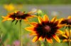 20070610_nagoyatrip_0151